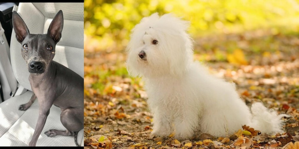 Bichon Bolognese vs American Hairless Terrier - Breed Comparison