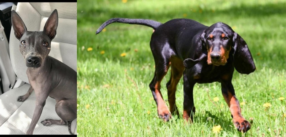 Black and Tan Coonhound vs American Hairless Terrier - Breed Comparison