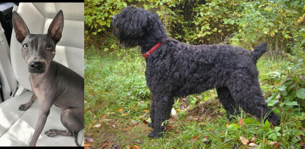 Black Russian Terrier vs American Hairless Terrier - Breed Comparison