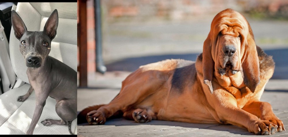 Bloodhound vs American Hairless Terrier - Breed Comparison