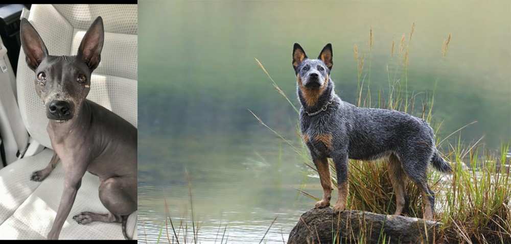 Blue Healer vs American Hairless Terrier - Breed Comparison