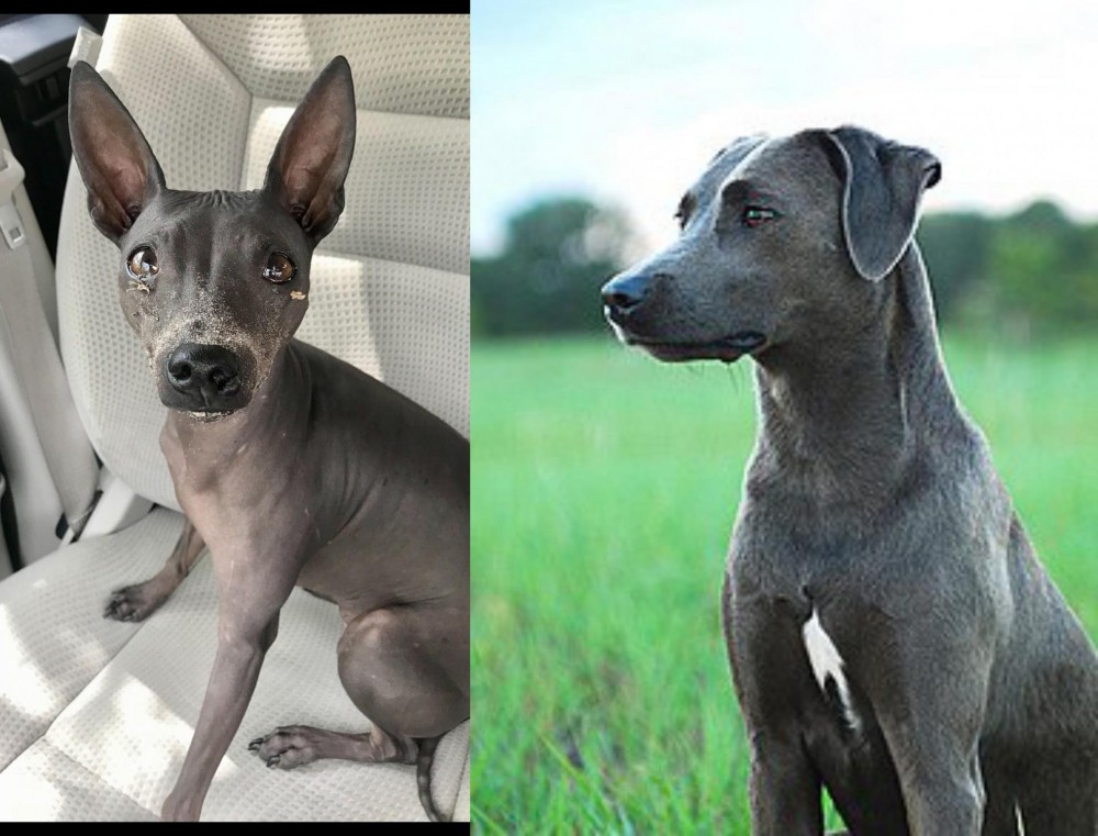 Blue Lacy vs American Hairless Terrier - Breed Comparison