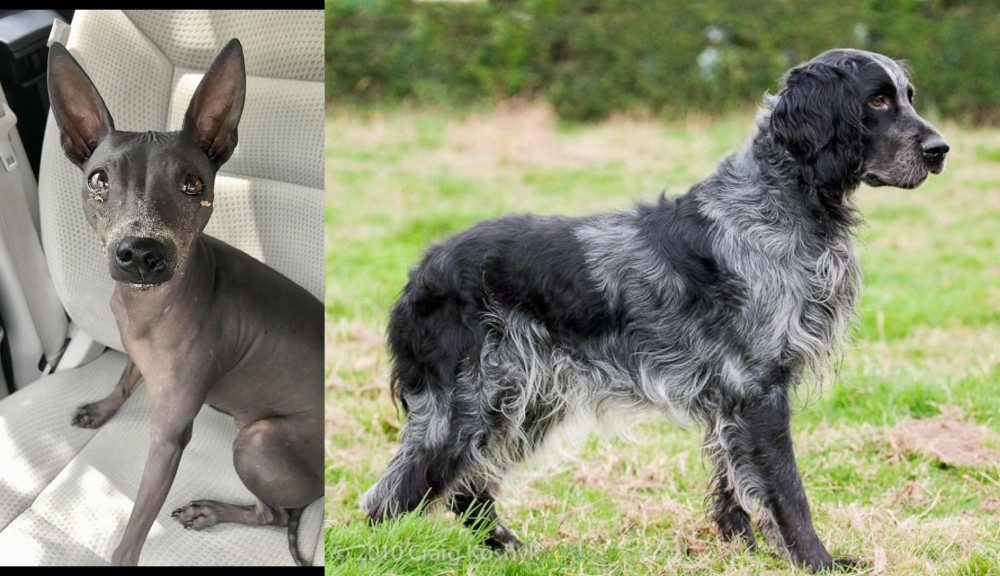 Blue Picardy Spaniel vs American Hairless Terrier - Breed Comparison