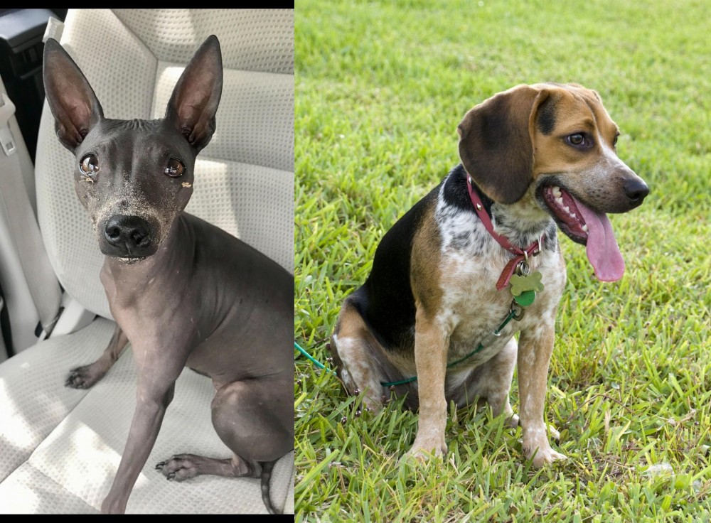 Bluetick Beagle vs American Hairless Terrier - Breed Comparison