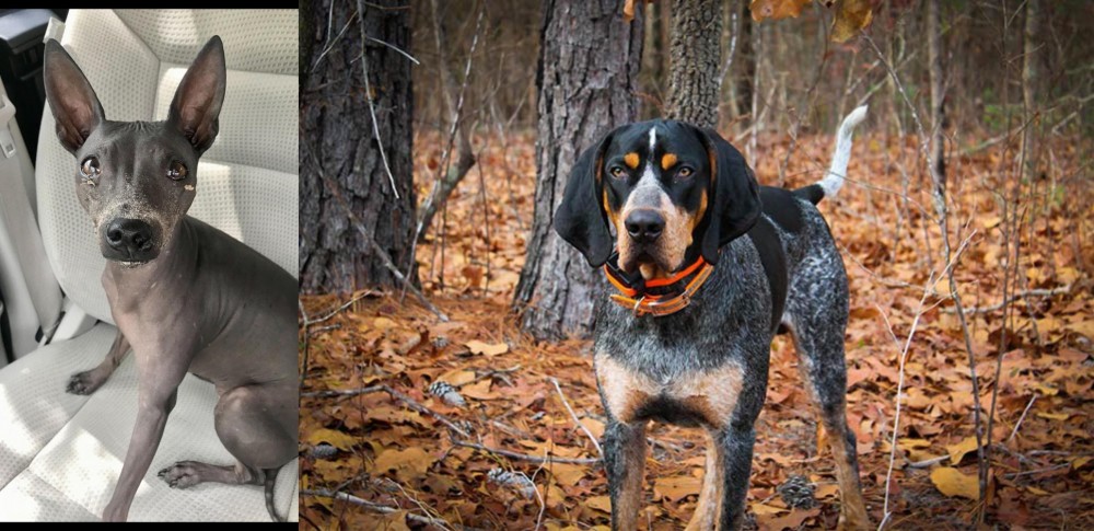 Bluetick Coonhound vs American Hairless Terrier - Breed Comparison
