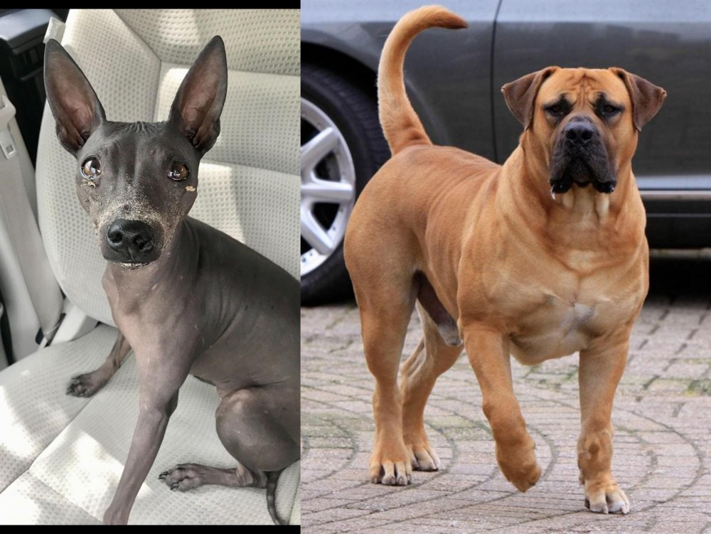 Boerboel vs American Hairless Terrier - Breed Comparison