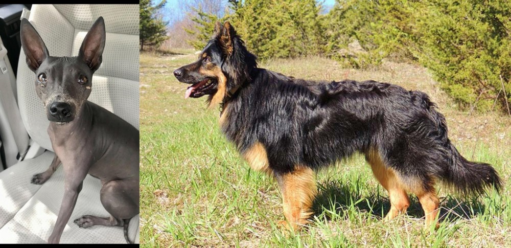 Bohemian Shepherd vs American Hairless Terrier - Breed Comparison