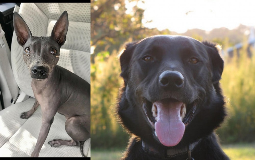 Borador vs American Hairless Terrier - Breed Comparison
