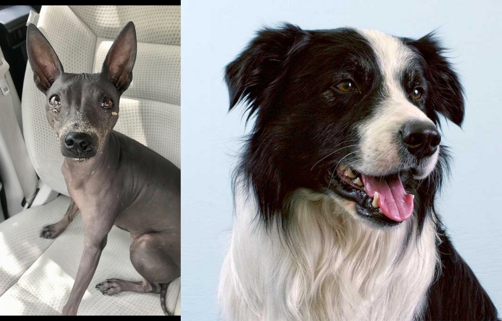 Border Collie vs American Hairless Terrier - Breed Comparison
