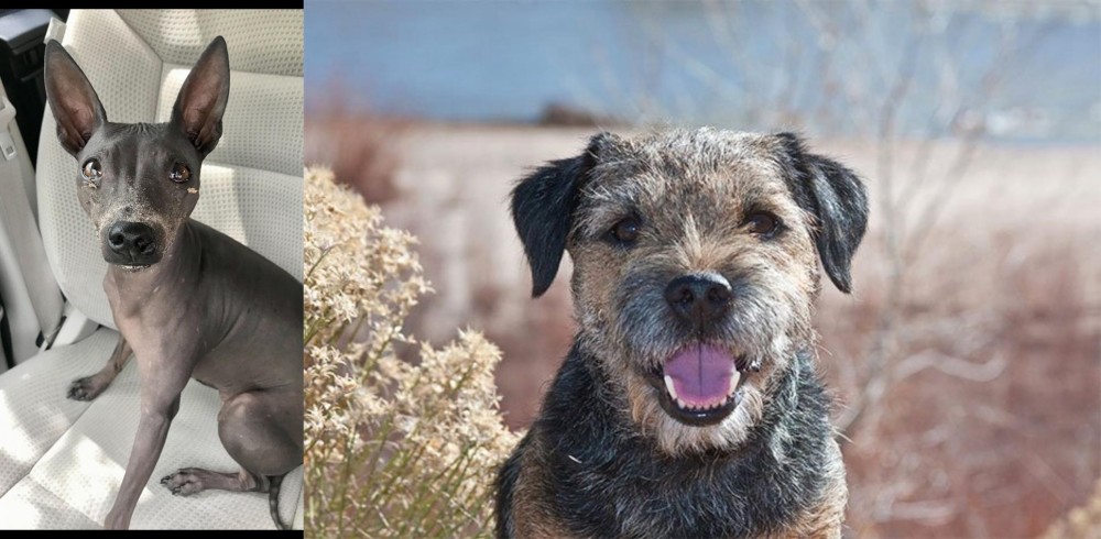 Border Terrier vs American Hairless Terrier - Breed Comparison