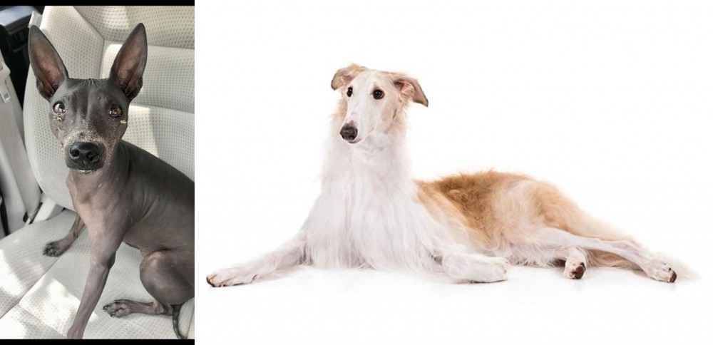 Borzoi vs American Hairless Terrier - Breed Comparison