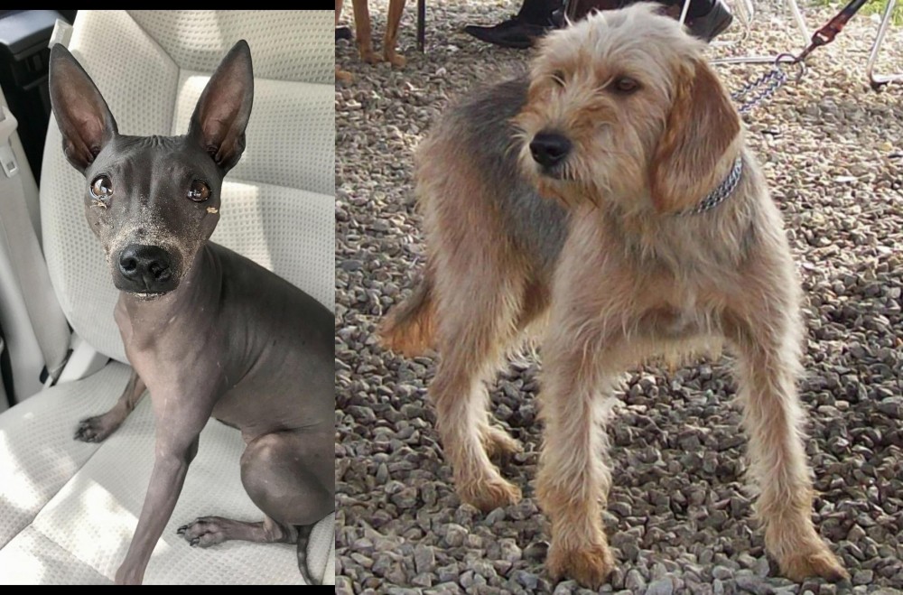 Bosnian Coarse-Haired Hound vs American Hairless Terrier - Breed Comparison