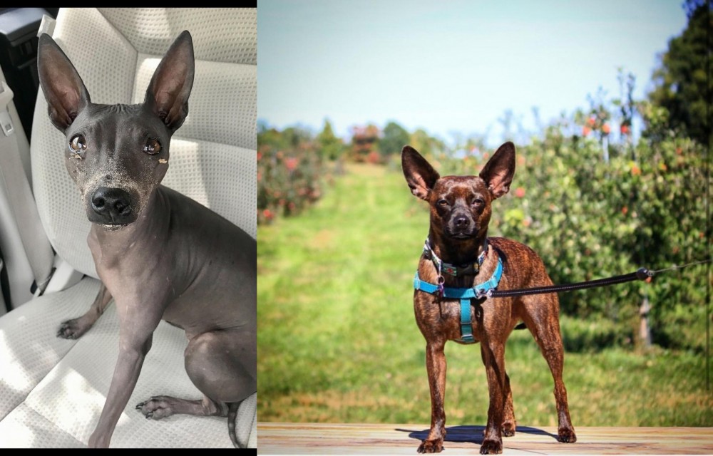 Bospin vs American Hairless Terrier - Breed Comparison