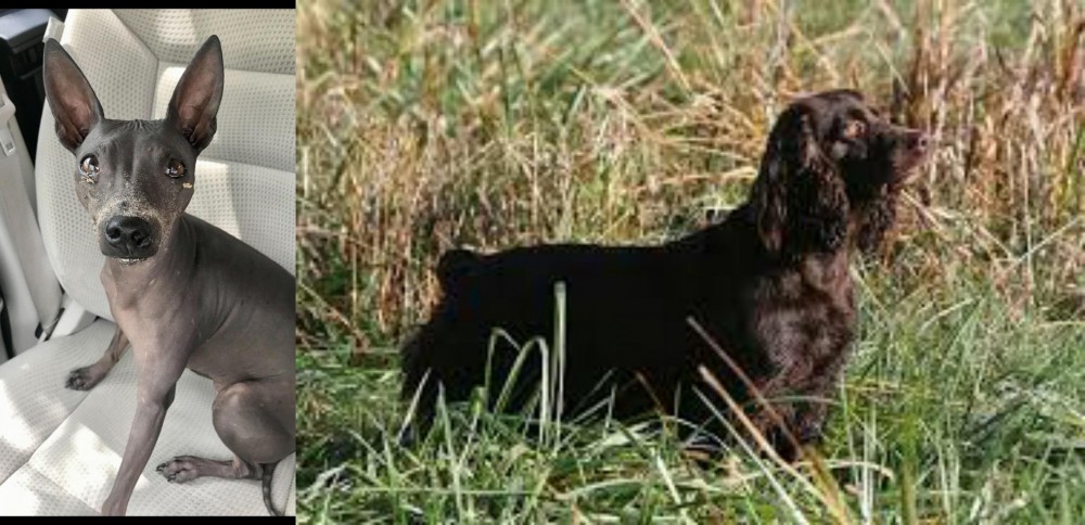 Boykin Spaniel vs American Hairless Terrier - Breed Comparison