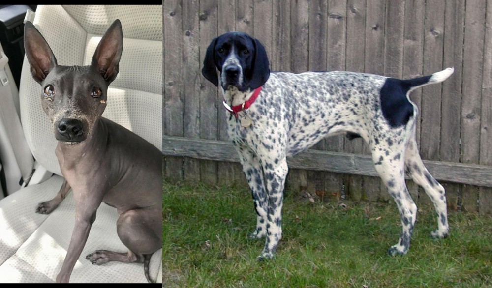 Braque d'Auvergne vs American Hairless Terrier - Breed Comparison