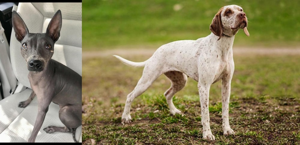 Braque du Bourbonnais vs American Hairless Terrier - Breed Comparison