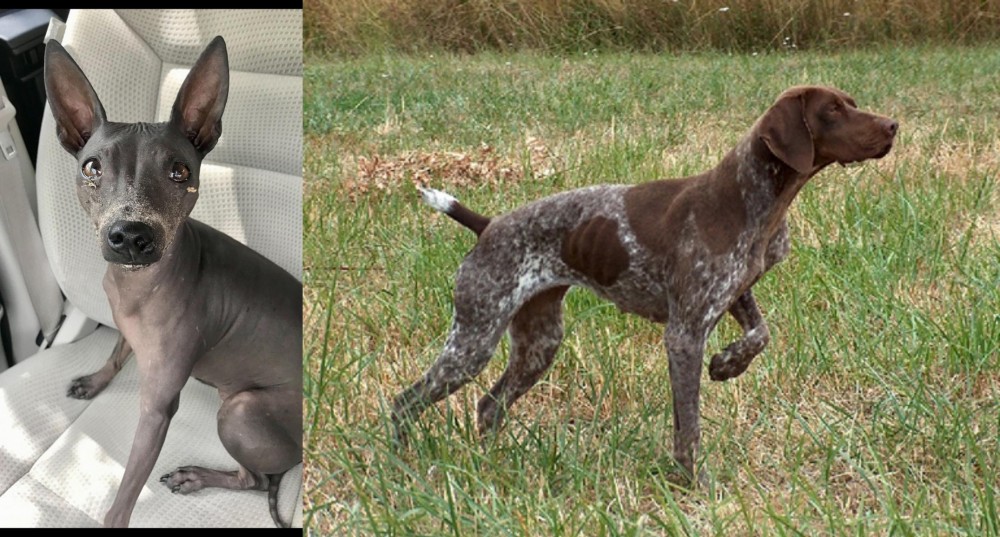 Braque Francais vs American Hairless Terrier - Breed Comparison