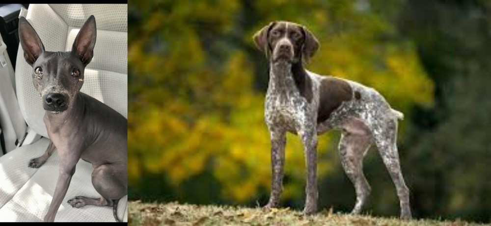 Braque Francais (Gascogne Type) vs American Hairless Terrier - Breed Comparison