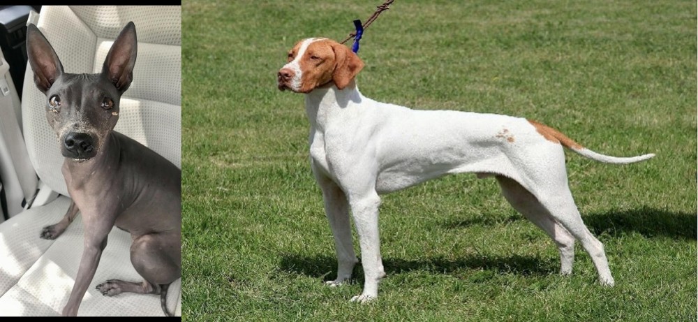 Braque Saint-Germain vs American Hairless Terrier - Breed Comparison