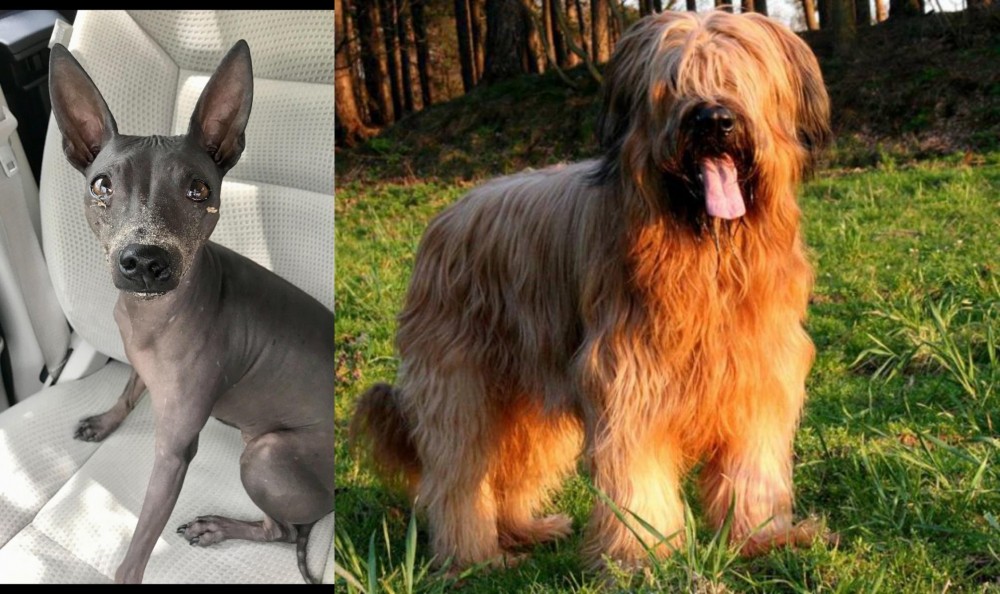 Briard vs American Hairless Terrier - Breed Comparison