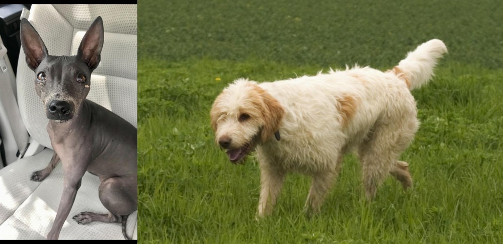 Briquet Griffon Vendeen vs American Hairless Terrier - Breed Comparison