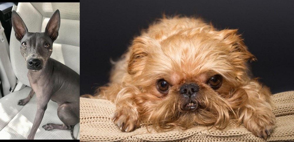Brug vs American Hairless Terrier - Breed Comparison