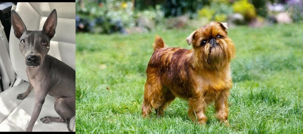 Brussels Griffon vs American Hairless Terrier - Breed Comparison