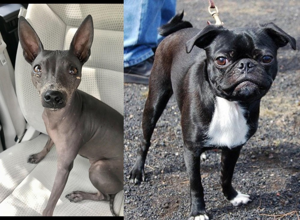 Bugg vs American Hairless Terrier - Breed Comparison