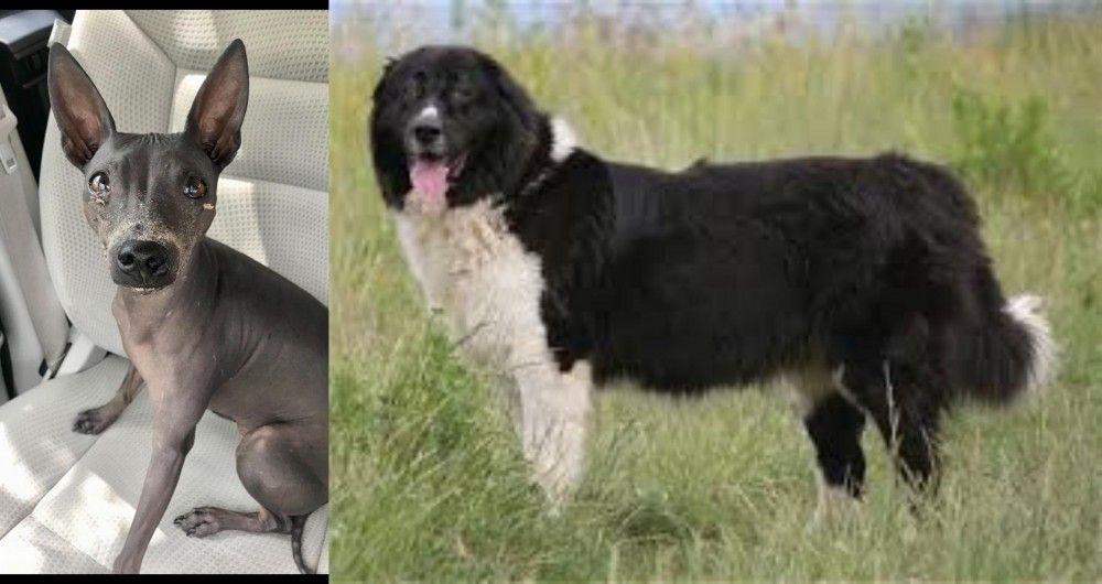 Bulgarian Shepherd vs American Hairless Terrier - Breed Comparison