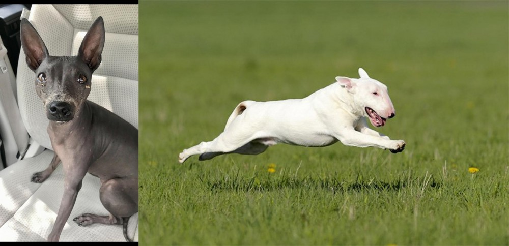 Bull Terrier vs American Hairless Terrier - Breed Comparison