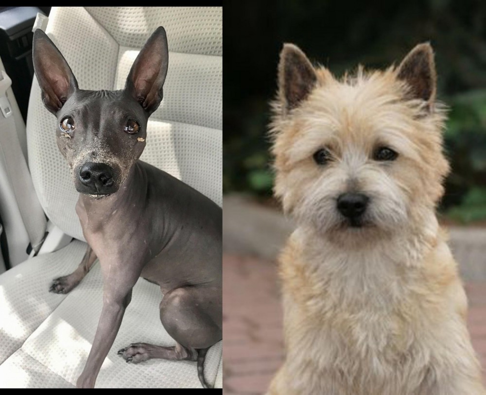 Cairn Terrier vs American Hairless Terrier - Breed Comparison