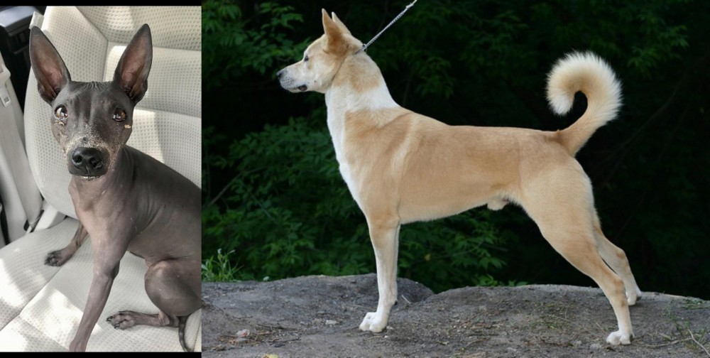 Canaan Dog vs American Hairless Terrier - Breed Comparison