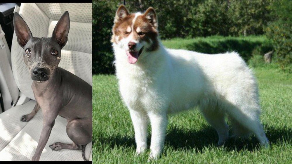 Canadian Eskimo Dog vs American Hairless Terrier - Breed Comparison