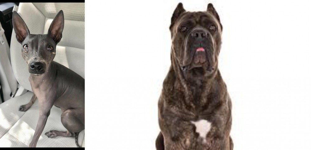 Cane Corso vs American Hairless Terrier - Breed Comparison
