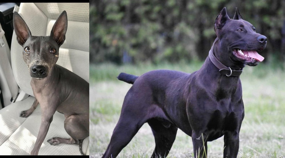 Canis Panther vs American Hairless Terrier - Breed Comparison