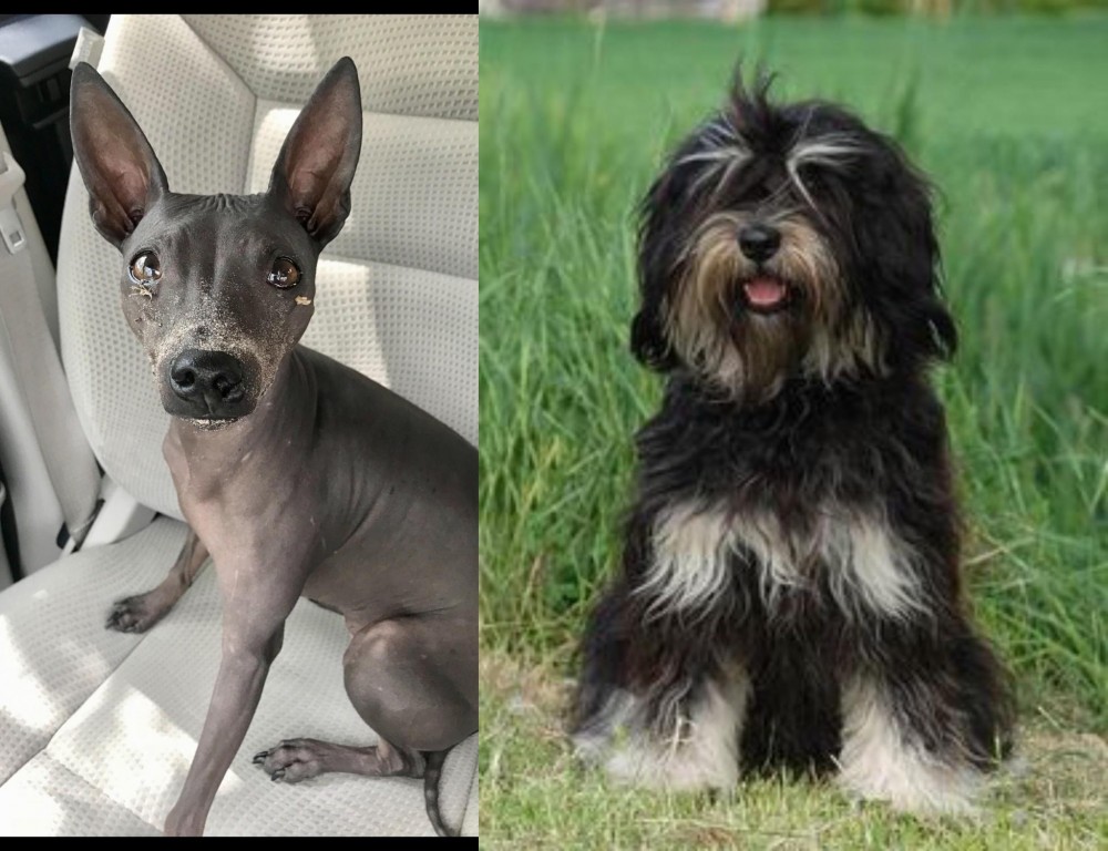 Cao da Serra de Aires vs American Hairless Terrier - Breed Comparison