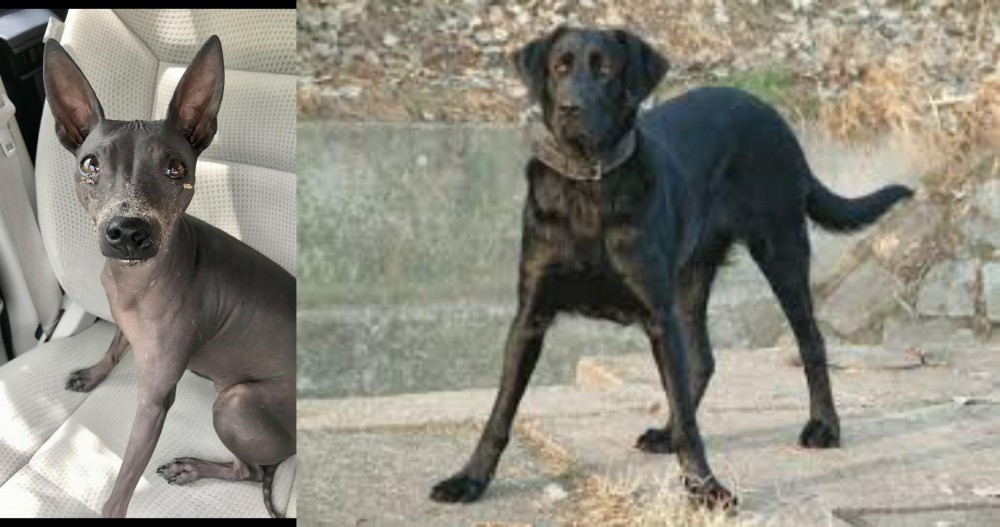 Cao de Castro Laboreiro vs American Hairless Terrier - Breed Comparison