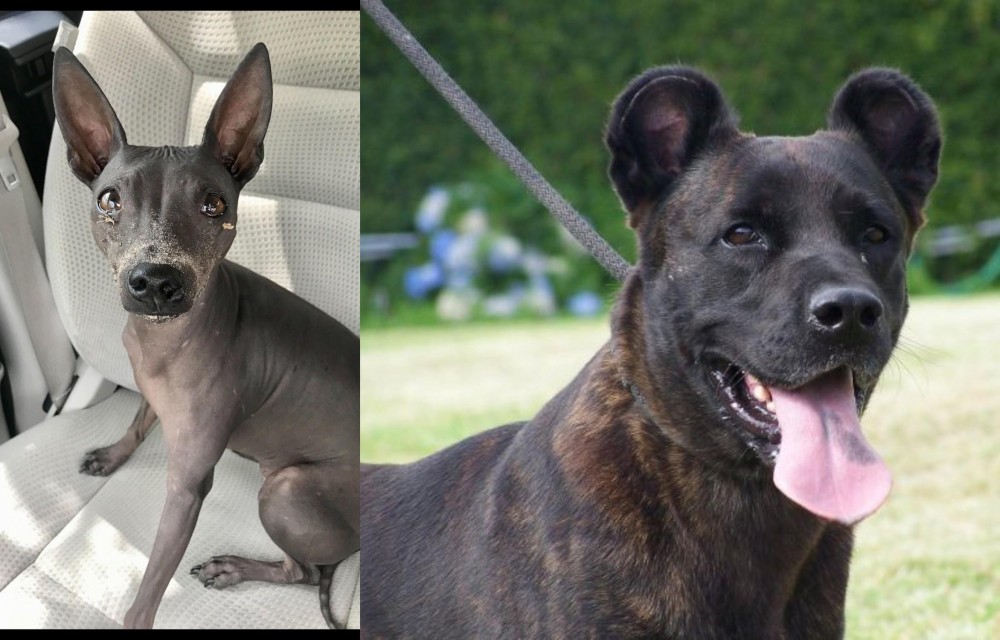 Cao Fila de Sao Miguel vs American Hairless Terrier - Breed Comparison