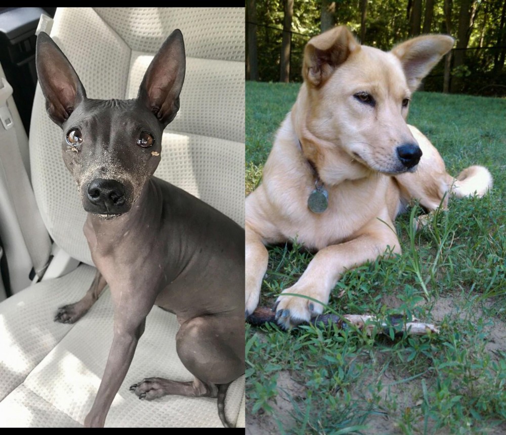 Carolina Dog vs American Hairless Terrier - Breed Comparison