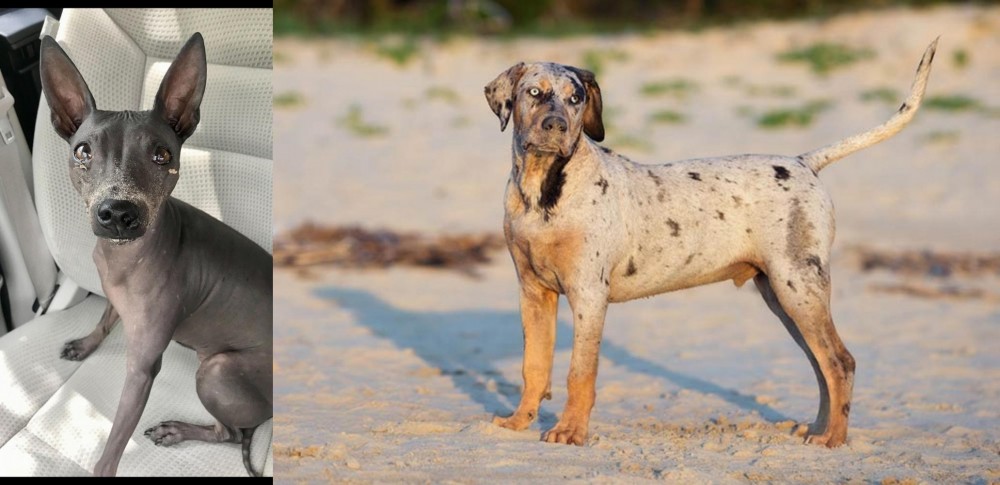 Catahoula Cur vs American Hairless Terrier - Breed Comparison