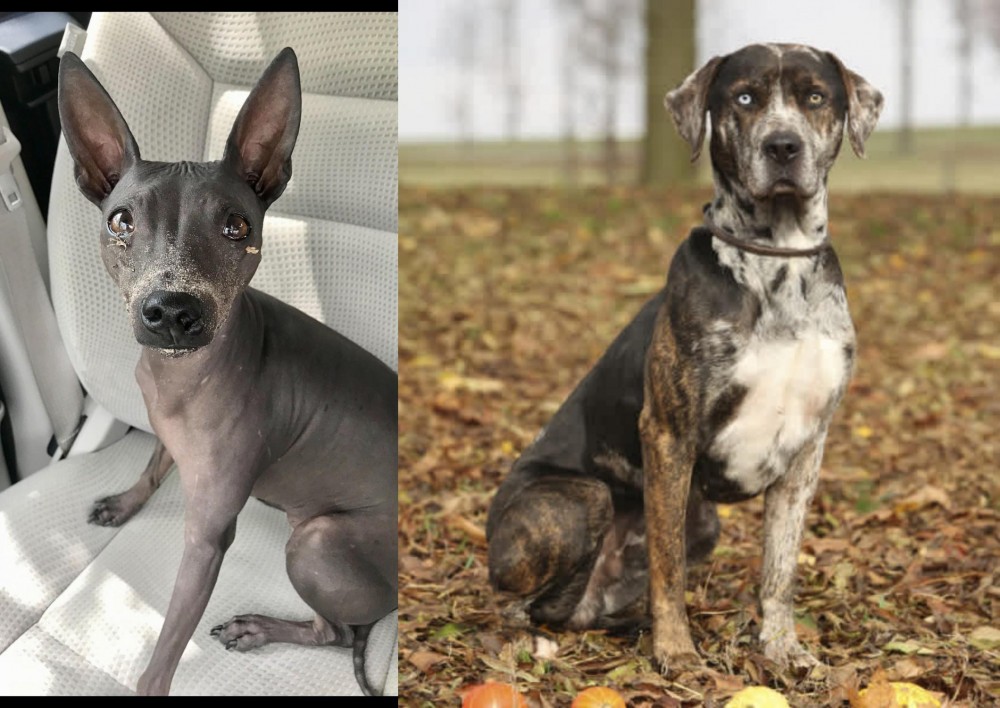 Catahoula Leopard vs American Hairless Terrier - Breed Comparison