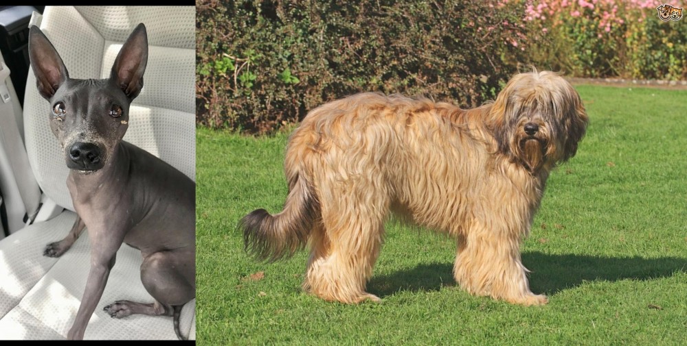Catalan Sheepdog vs American Hairless Terrier - Breed Comparison