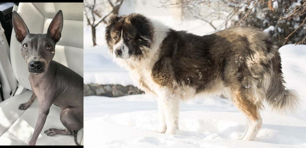 Caucasian Shepherd vs American Hairless Terrier - Breed Comparison