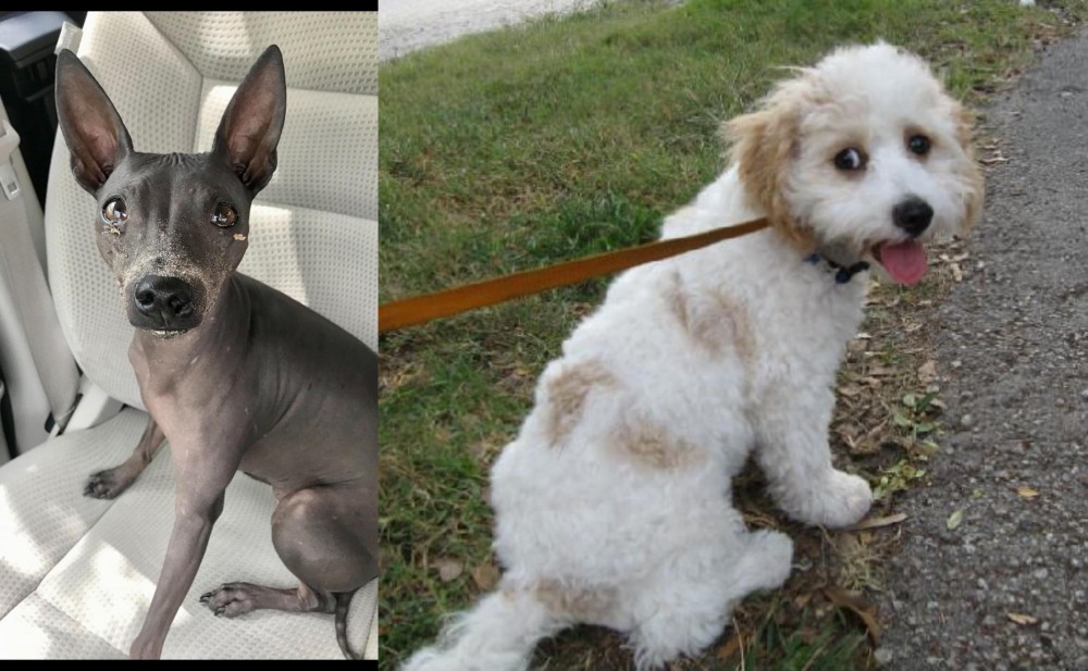 Cavachon vs American Hairless Terrier - Breed Comparison