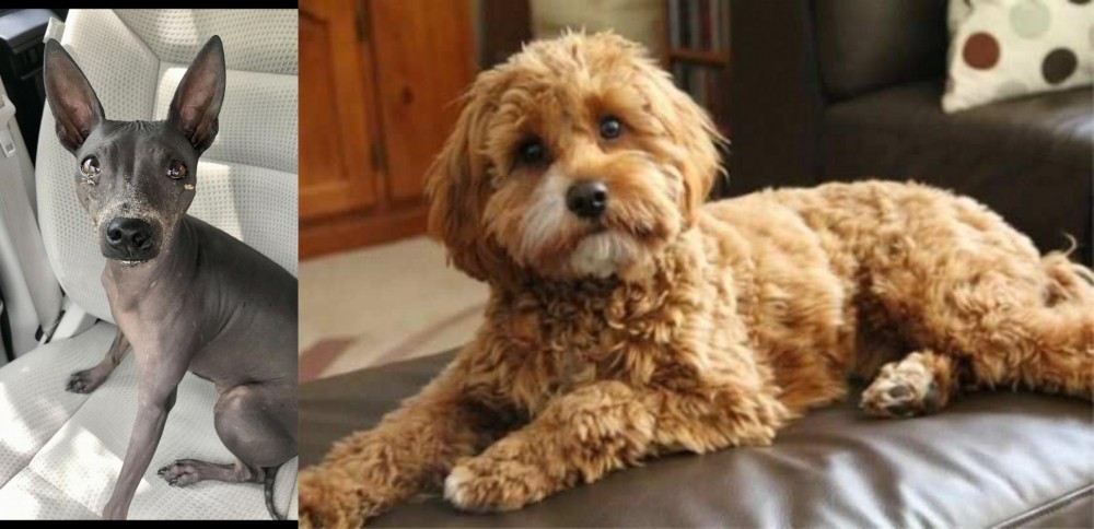 Cavapoo vs American Hairless Terrier - Breed Comparison