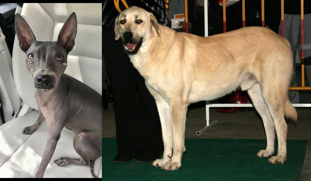 Central Anatolian Shepherd vs American Hairless Terrier - Breed Comparison