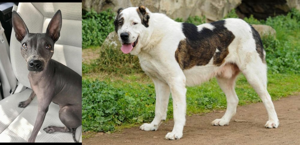Central Asian Shepherd vs American Hairless Terrier - Breed Comparison