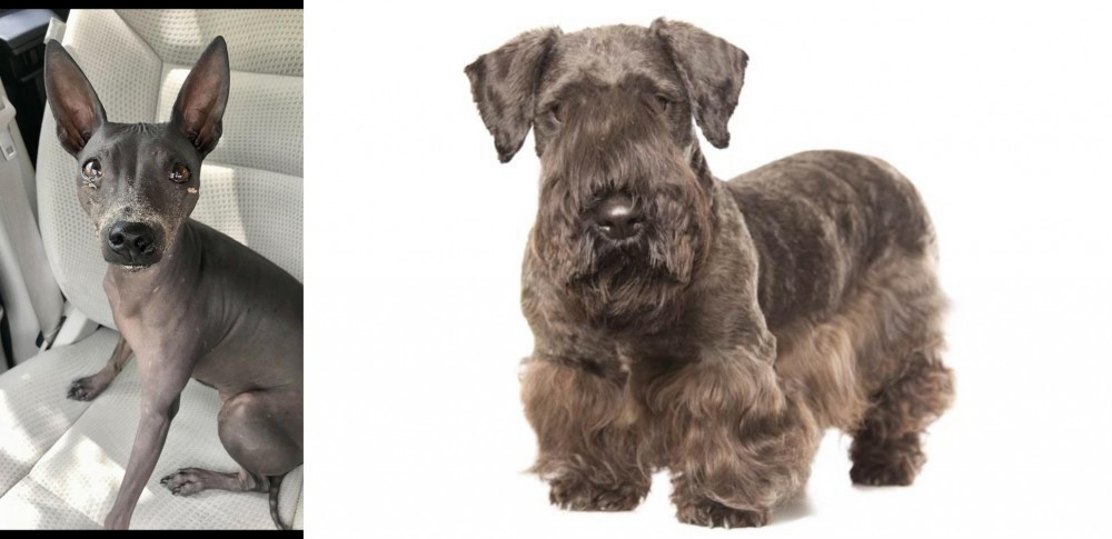 Cesky Terrier vs American Hairless Terrier - Breed Comparison