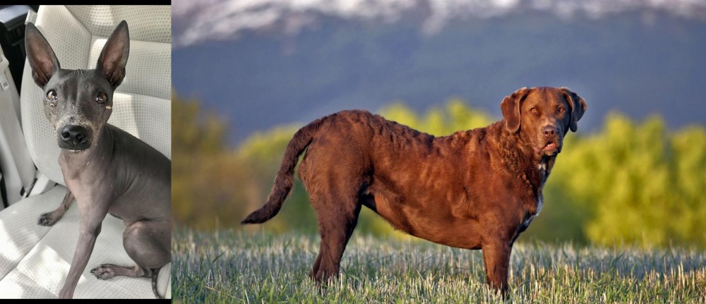 Chesapeake Bay Retriever vs American Hairless Terrier - Breed Comparison