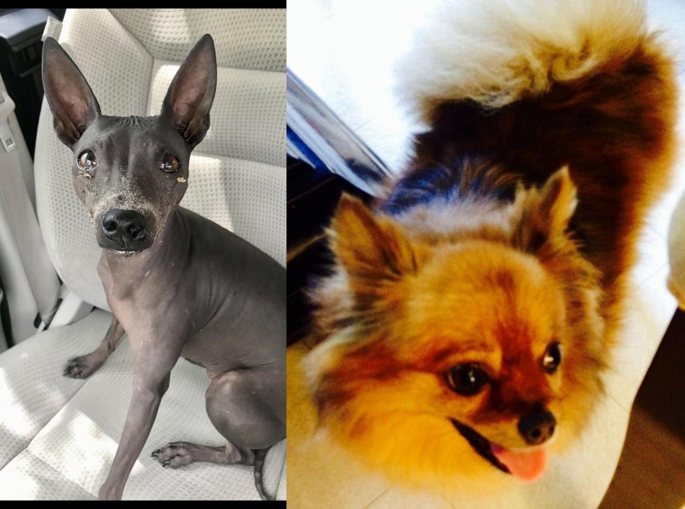 Chiapom vs American Hairless Terrier - Breed Comparison